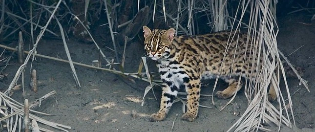 Prionailurus bengalensis, ou chat léopard. Les chinois tentèrent sa domestication dans les premiers millénaires du Néolithique.