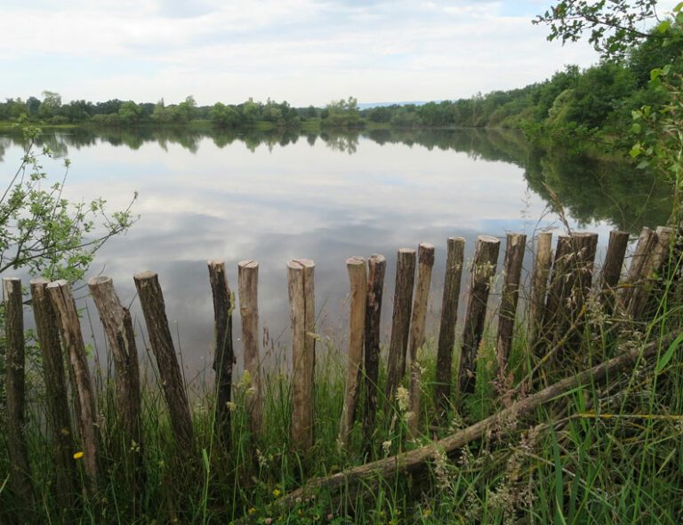 Cultiver au Moyen Âge les étangs artificiels de Forez