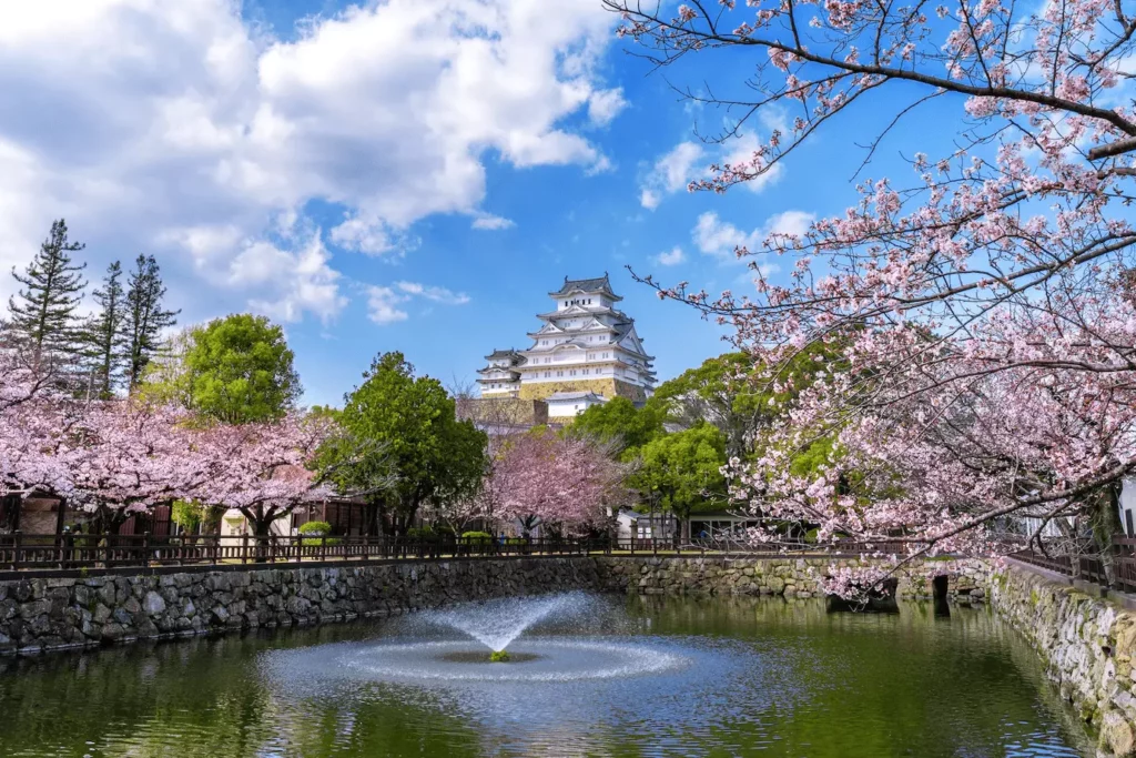 Cerisiers du Japon en fleurs dans le parc du château d'Himeji.