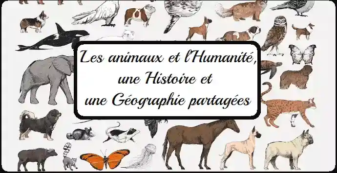 Une Histoire et une Géographie marquée par nos rapports aux animaux.